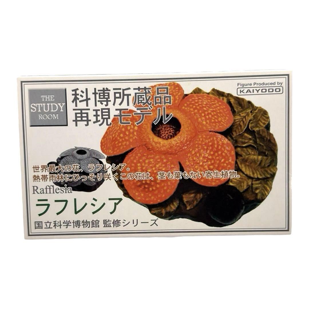 ラフレシア 国立科学博物館監修 科博所蔵品再現モデル