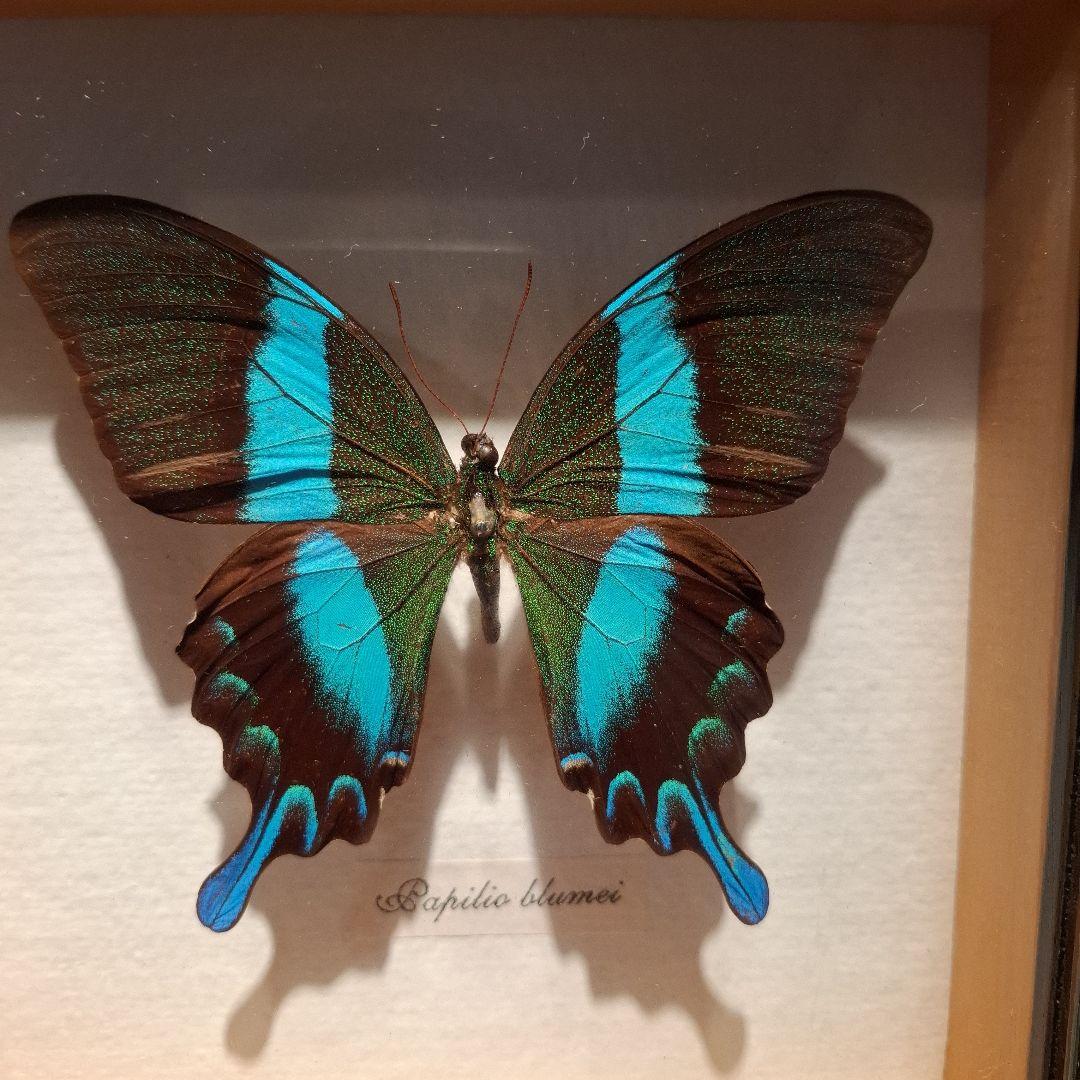 Papilio blumei 蝶の標本