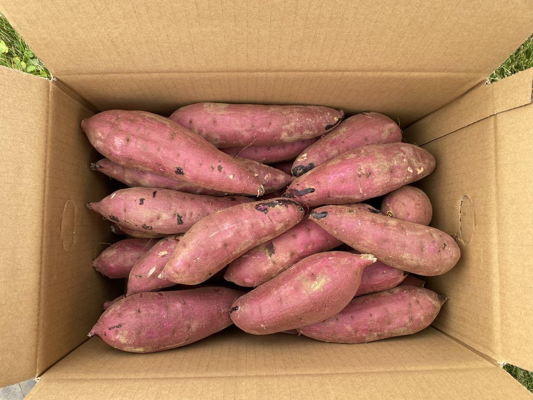 茨城県産紅はるかLサイズ20キロ ぷっちーりょ品