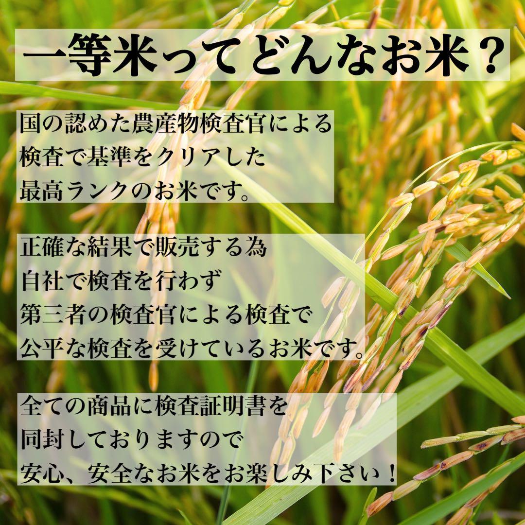 白米　20kg 彩のきずな　新米　埼玉県産　令和5年産　送料無料　米　20キロ