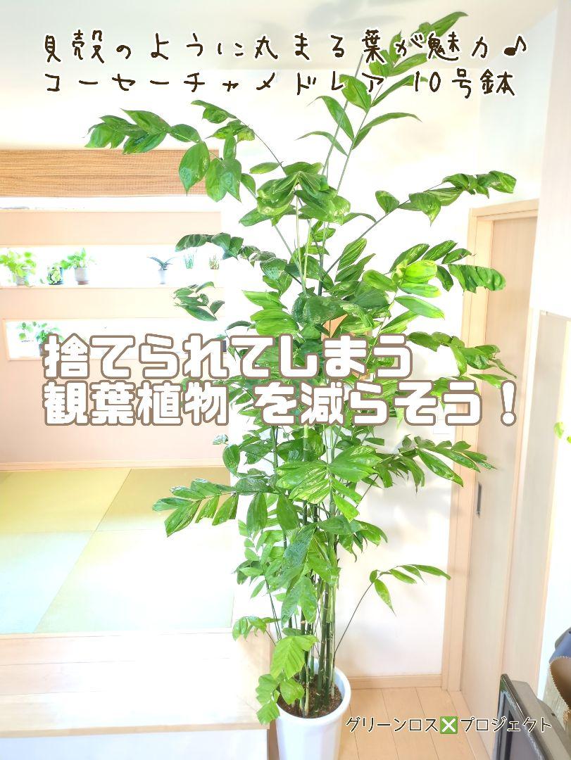 【B級品/大型観葉植物】貝殻のように丸まる葉が魅力♪コーセーチャメドレア10号鉢