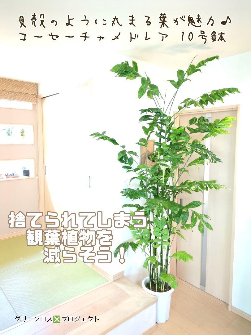 【B級品/大型観葉植物】貝殻のように丸まる葉が魅力♪コーセーチャメドレア10号鉢