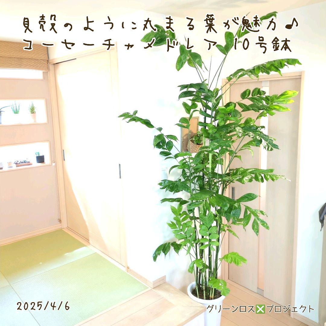 【B級品/大型観葉植物】貝殻のように丸まる葉が魅力♪コーセーチャメドレア10号鉢