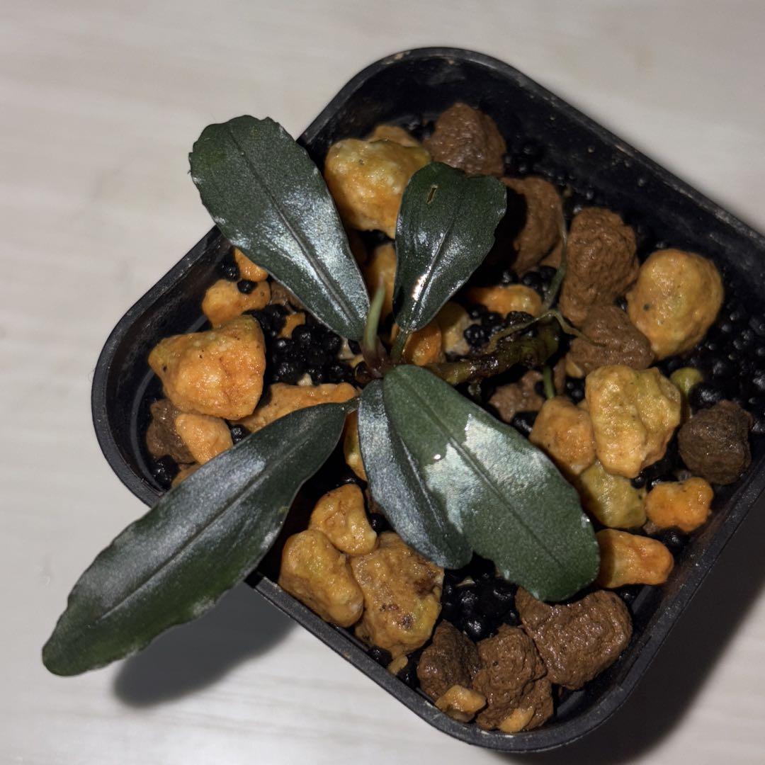 Bucephalandra sp. Aurora KN便　子株　② Yahoo!オークション - Bucephalandra sp.”Aurora” KN便 水上葉 1
