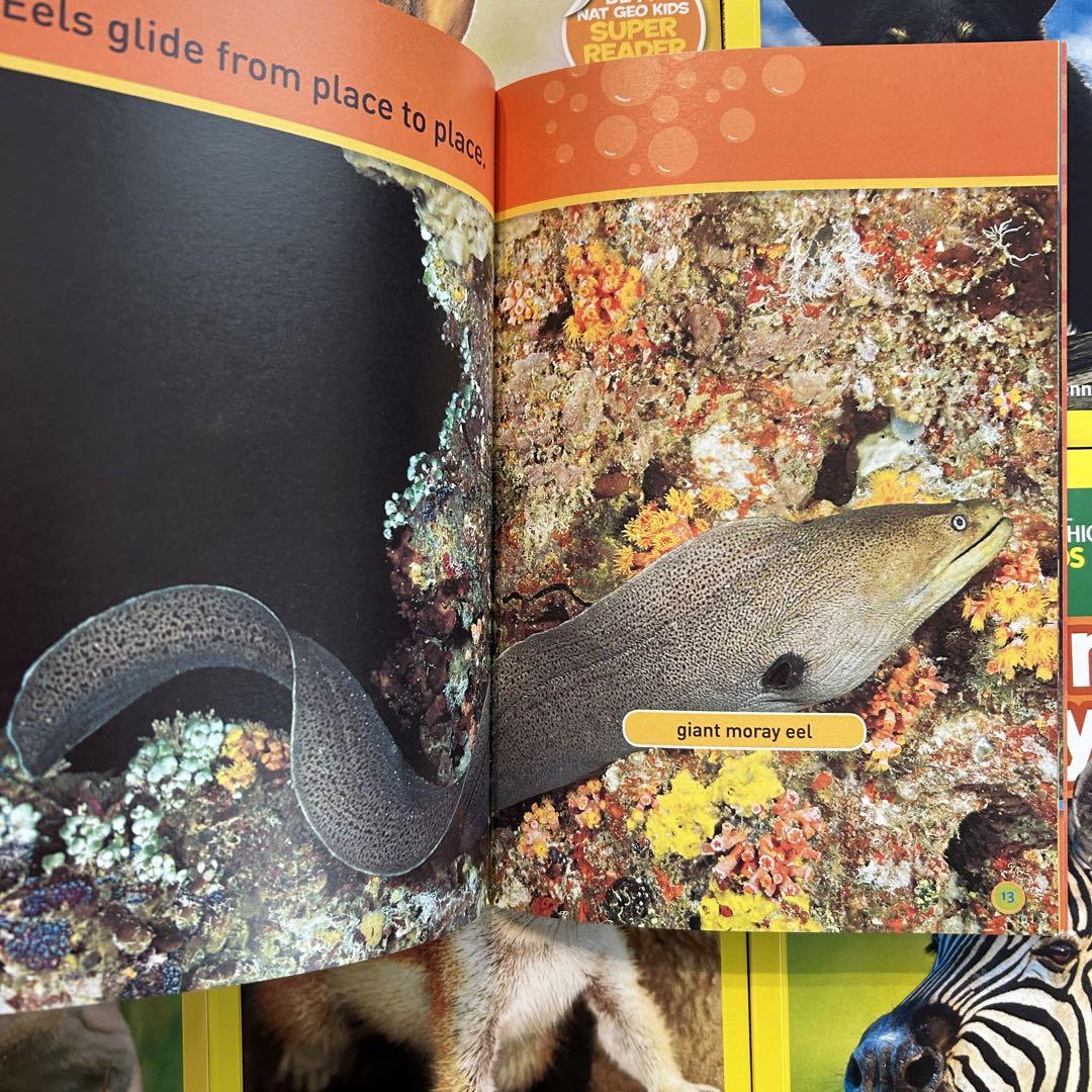 National Geographic Kids 155冊 マイヤペン対応 - 絵本・児童書