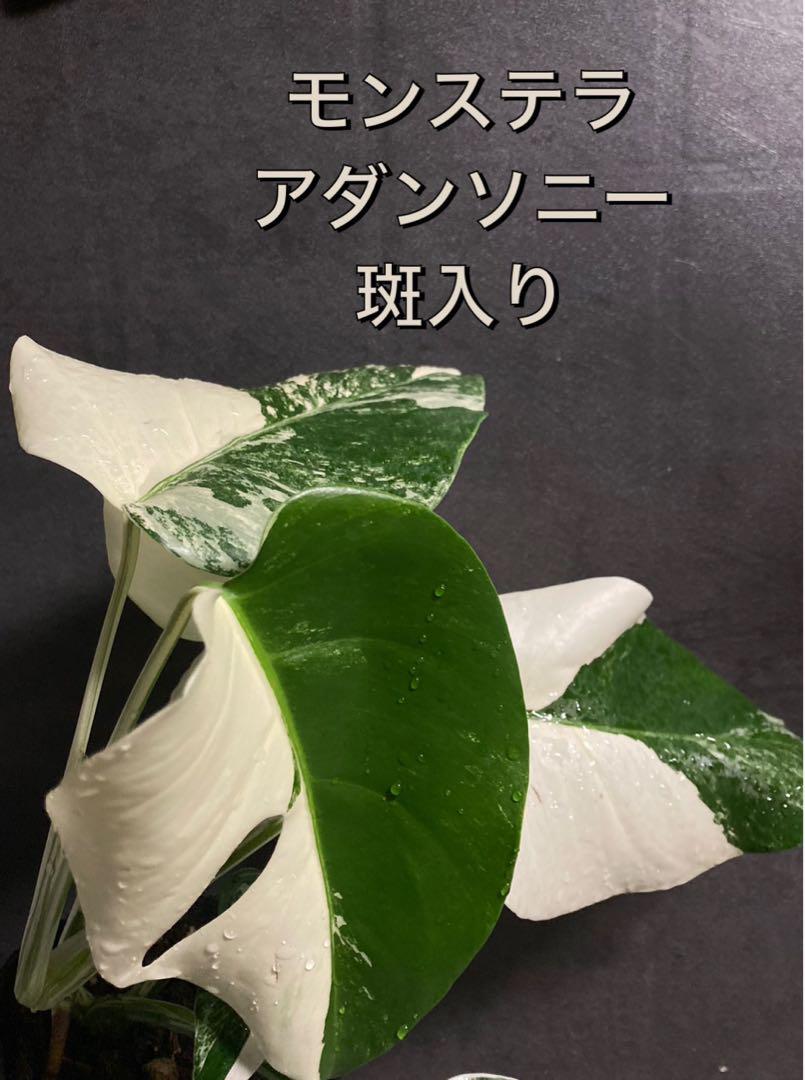 斑入りモンステラ　アダンソニー 　ハーフムーン　希少　観葉植物