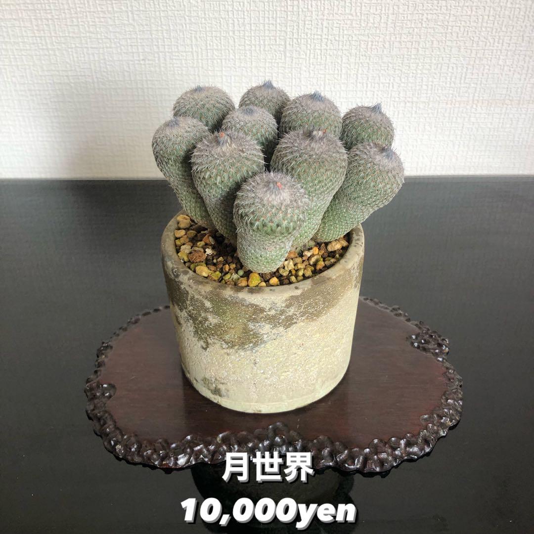 「秋人の庭」！月世界 ！ サボテン コンクリート鉢　オキニ入りの一品