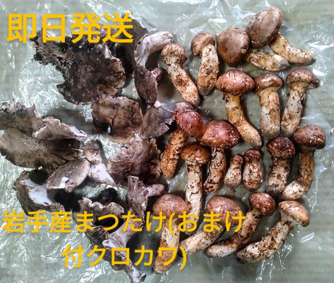 松茸(おまけのクロカワ付)‐即日冷蔵発送