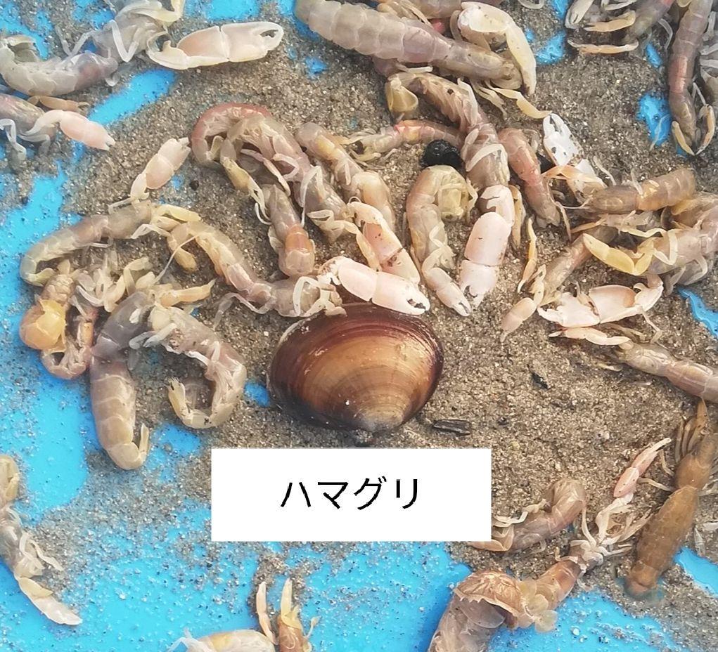 ヤビーポンプ　穴ジャコ　カメジャコ　スナモグリ　釣餌　潮干狩　パッキン5枚付き ヤビーポンプ 穴ジャコ カメジャコ スナモグリ 釣餌 潮干狩 F型