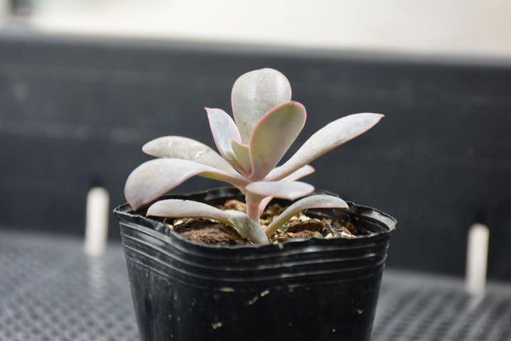 多肉植物 エケベリア パールフォンニュルンベルグ 抜き苗 - メルカリ