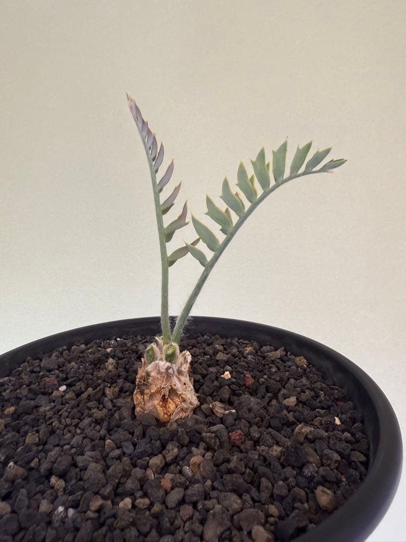 エンセファラルトス ホリダス