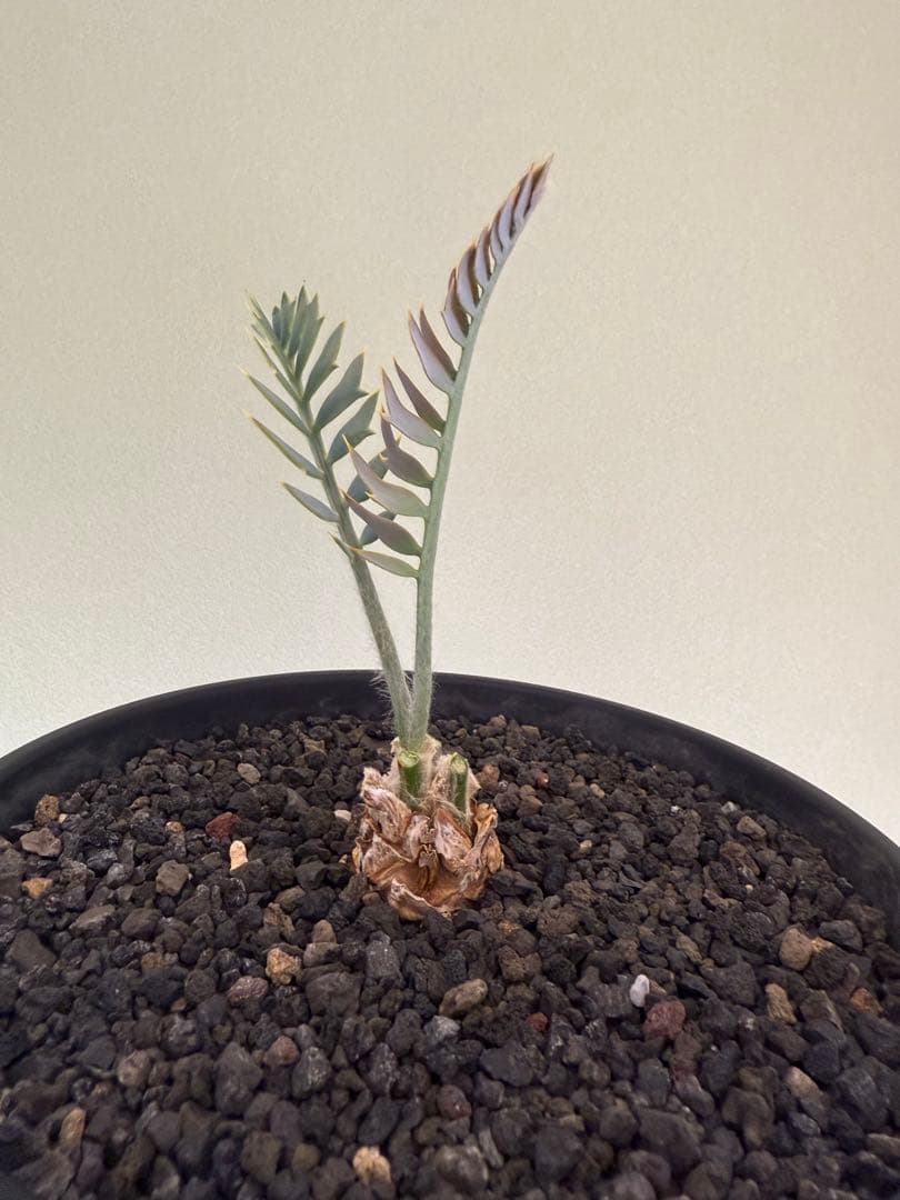 エンセファラルトス