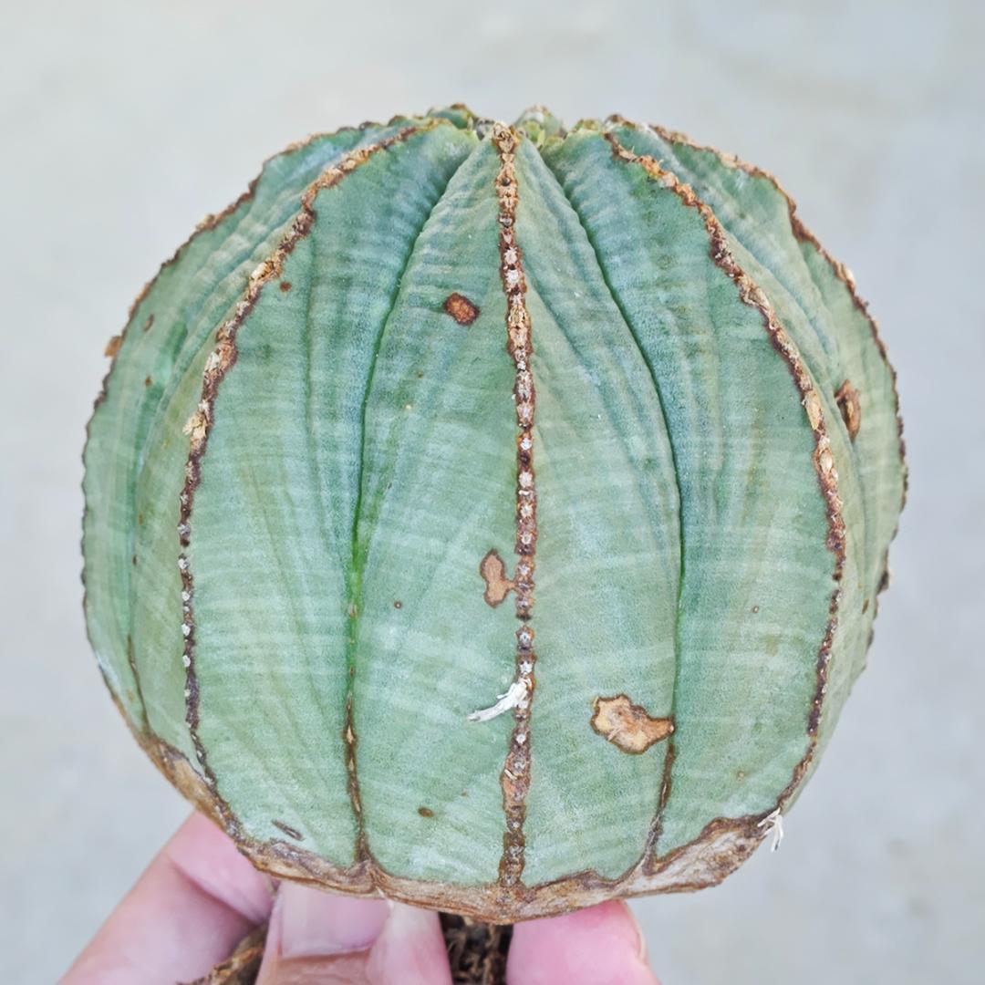その他多肉植物 Natural