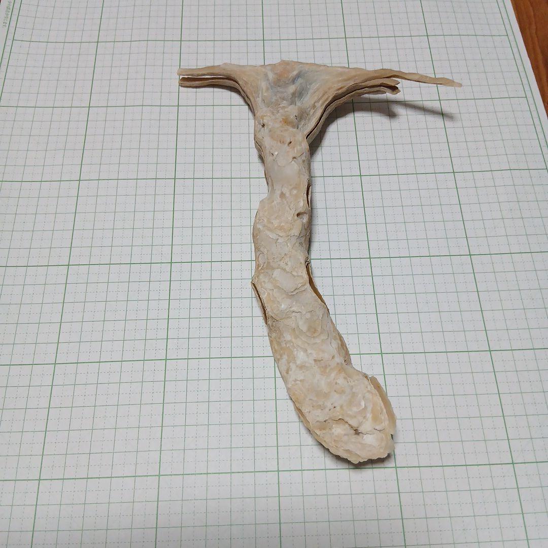 シュモクガキ目立った傷や汚れなし