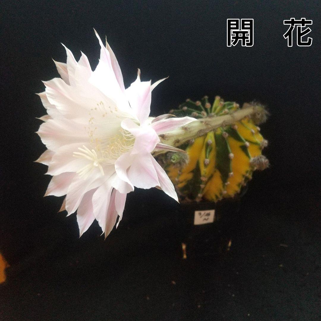上班 サボテン