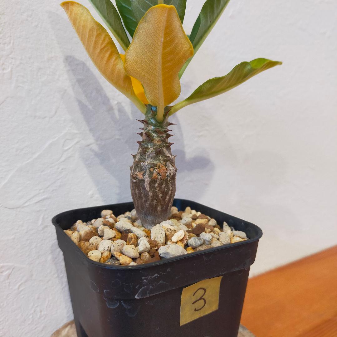 パキポディウム