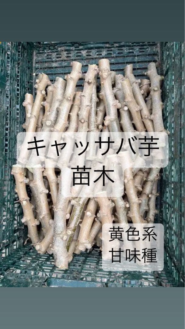 シルクスイート芋苗1000本〜さつまいも苗