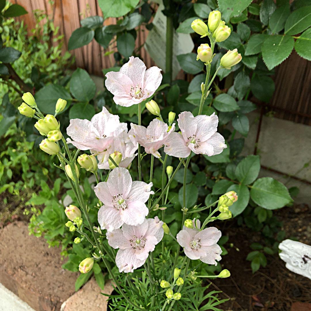 驚くばかりデルフィニウム ピンク 最高の花の画像 驚くばかりデルフィニウム ピンク 最高の花の画像