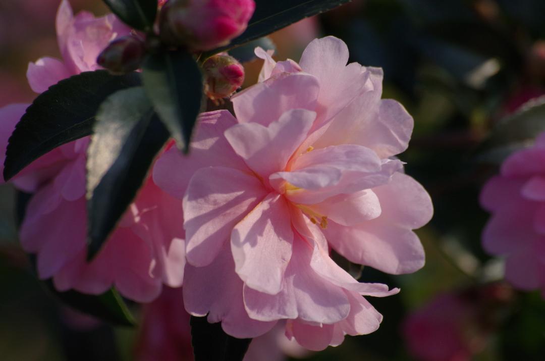 レンズ(ズーム) SIGMA APO 70-300mm f4-5.6 DG MACRO