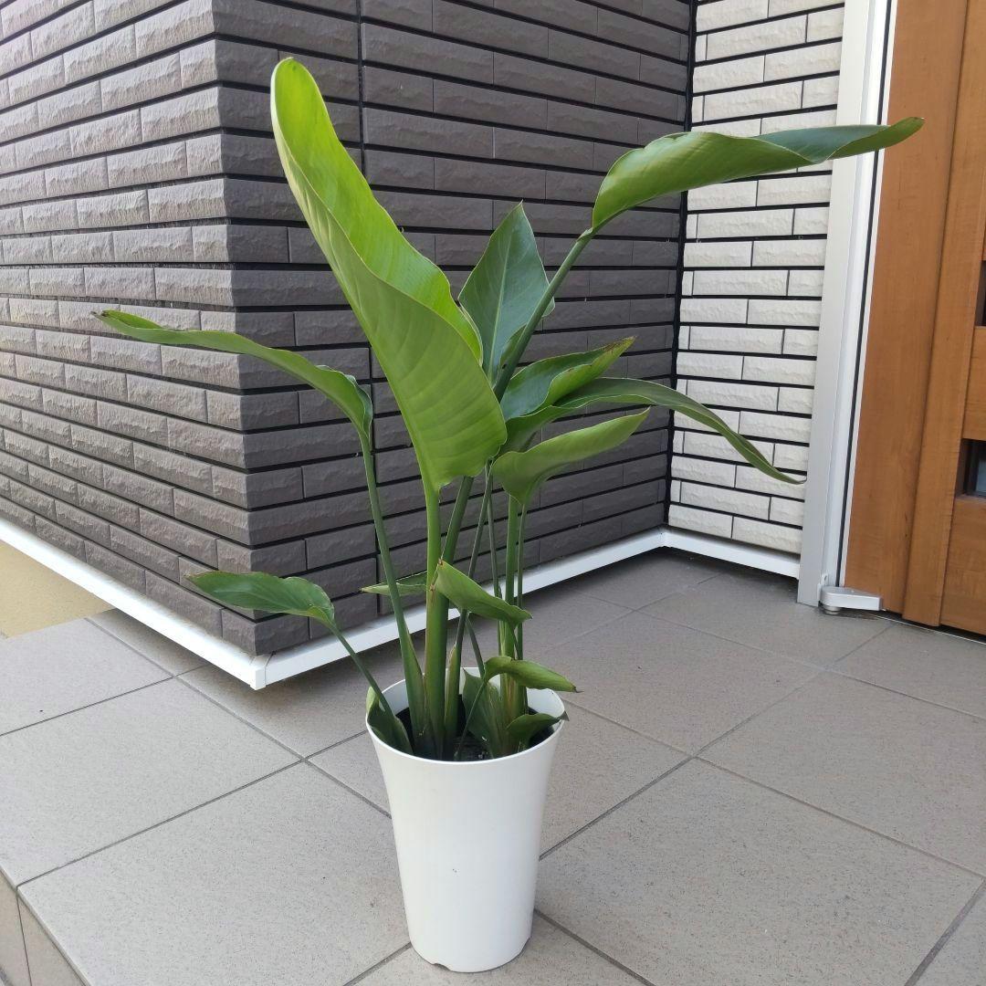 観葉植物 ストレチア ストレリチア オーガスタ 6号鉢 観葉植物 ストレチア ストレリチア オーガスタ 6号鉢