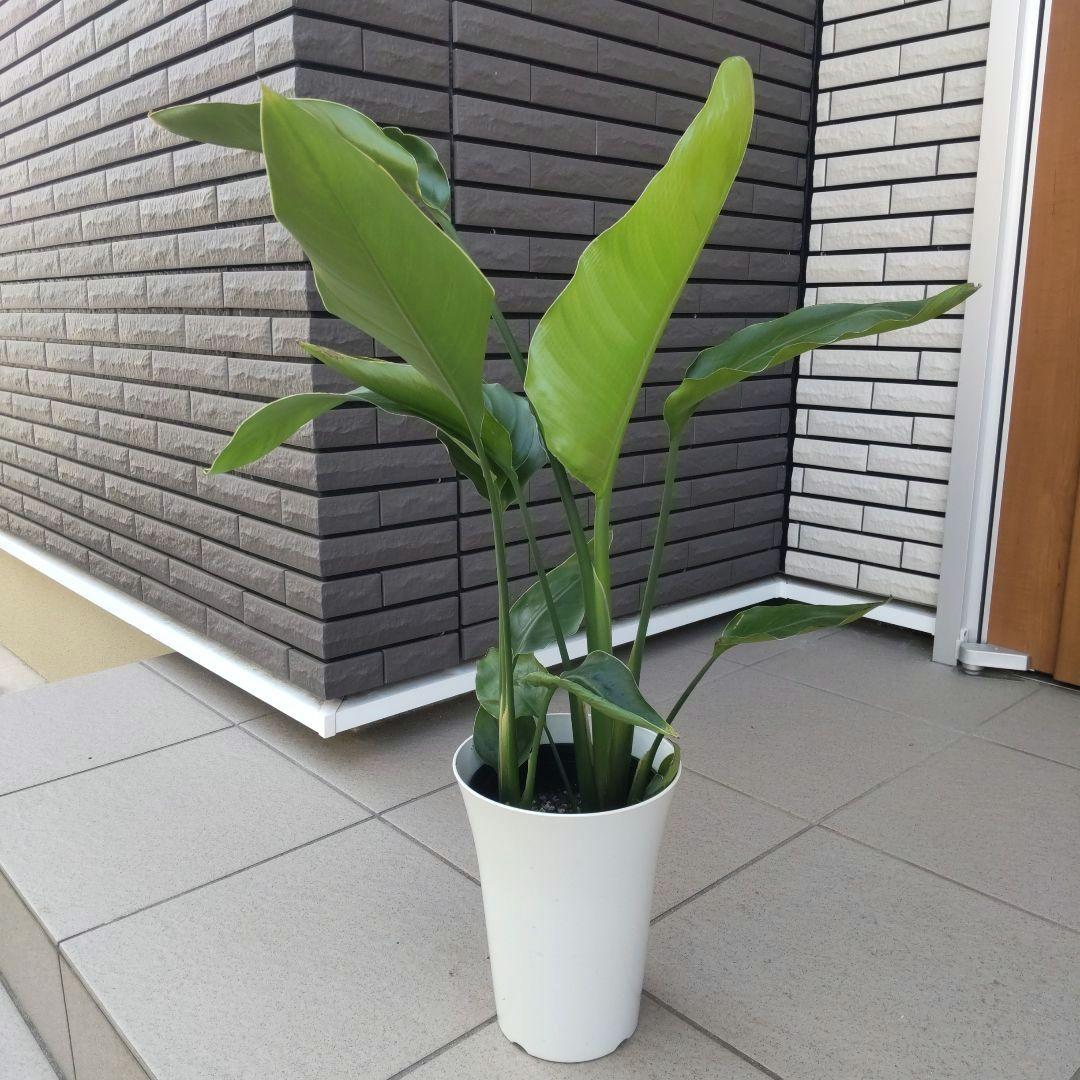 観葉植物 ストレチア ストレリチア オーガスタ 6号鉢 観葉植物 ストレチア ストレリチア オーガスタ 6号鉢