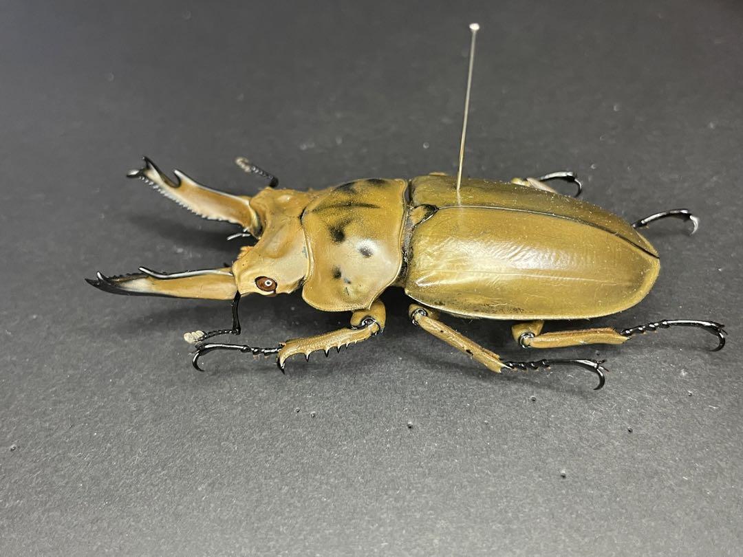 モセリオウゴンオニクワガタ　野外標本