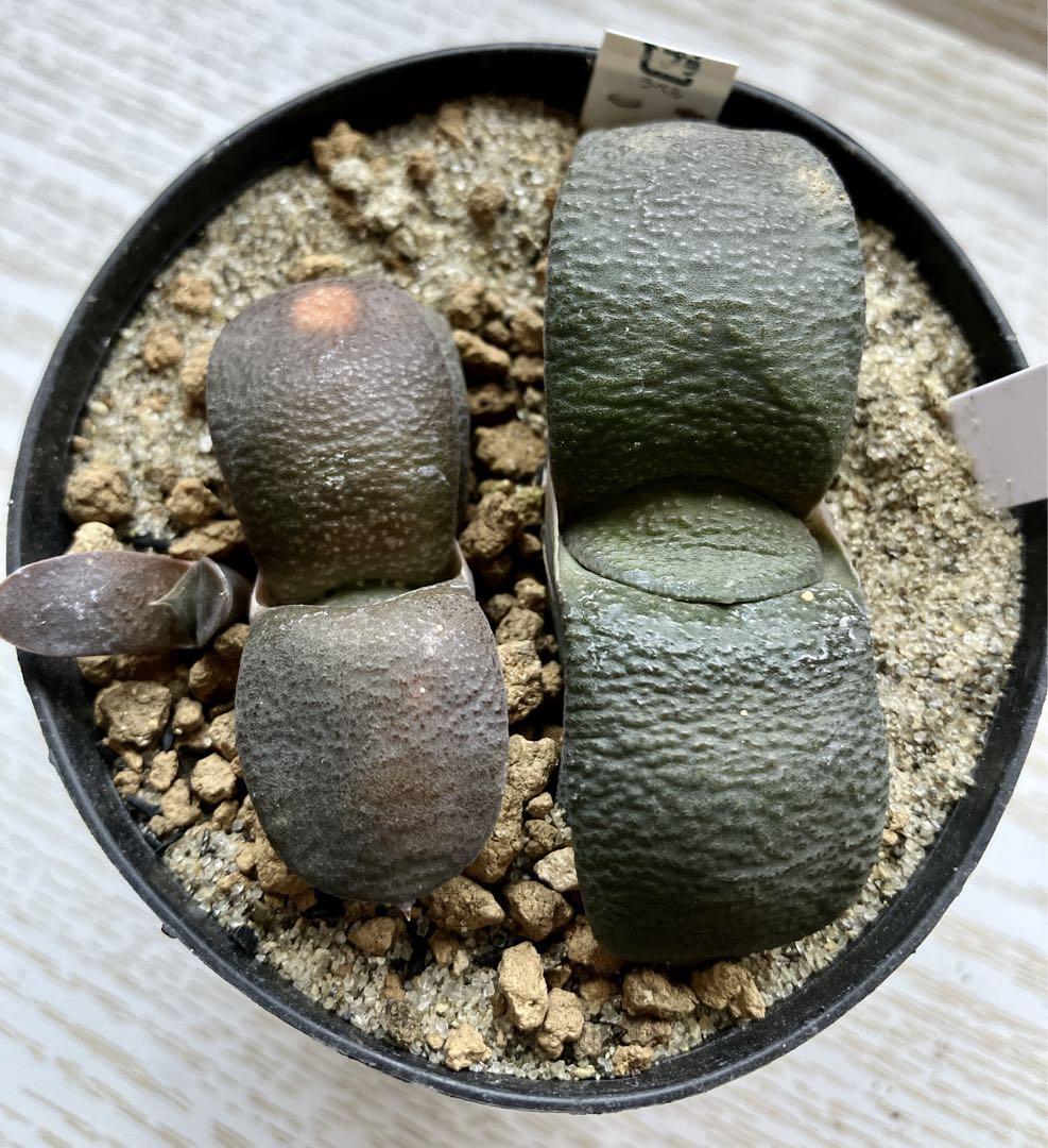 ガステリア 臥牛 #8 多肉植物 - メルカリ