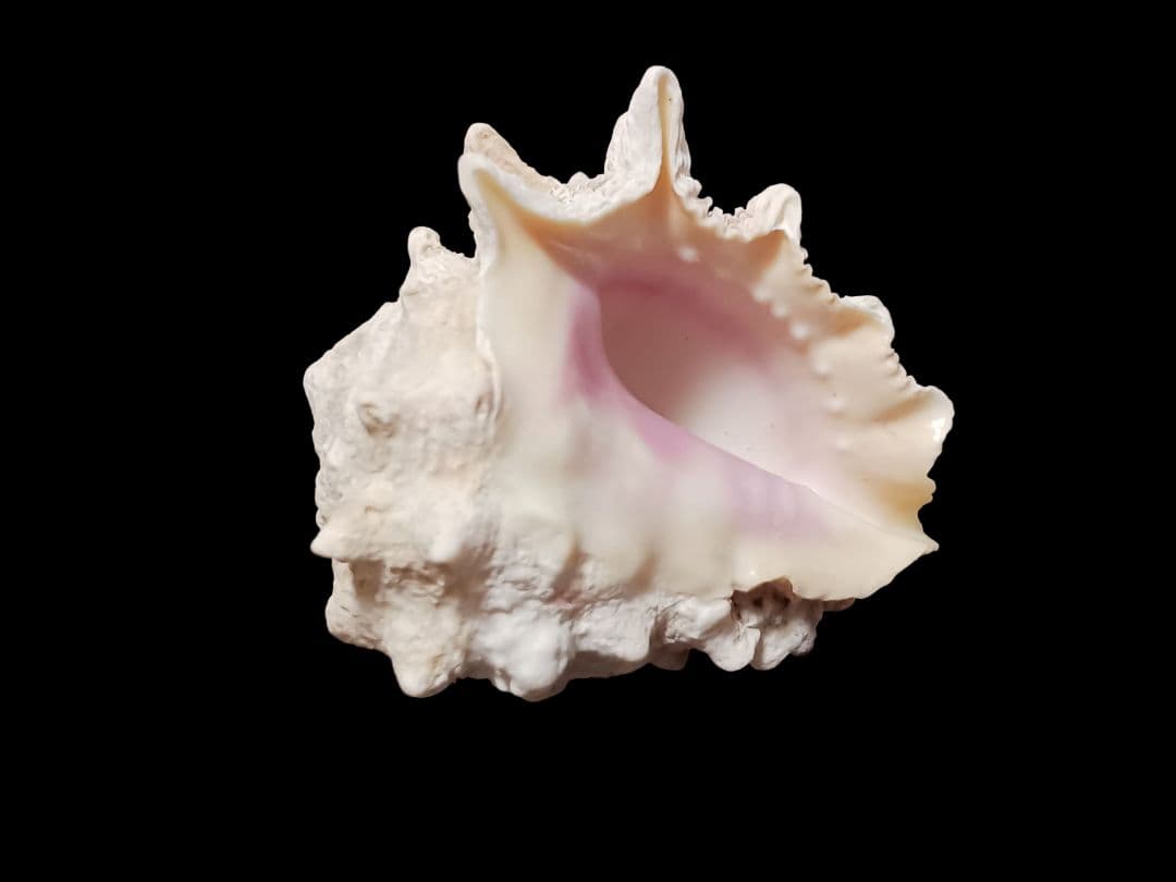 ヒロクチイガレイシ　ムラサキイガレイシ　美品　巨大5cm 沖縄産貝殻　サンゴ