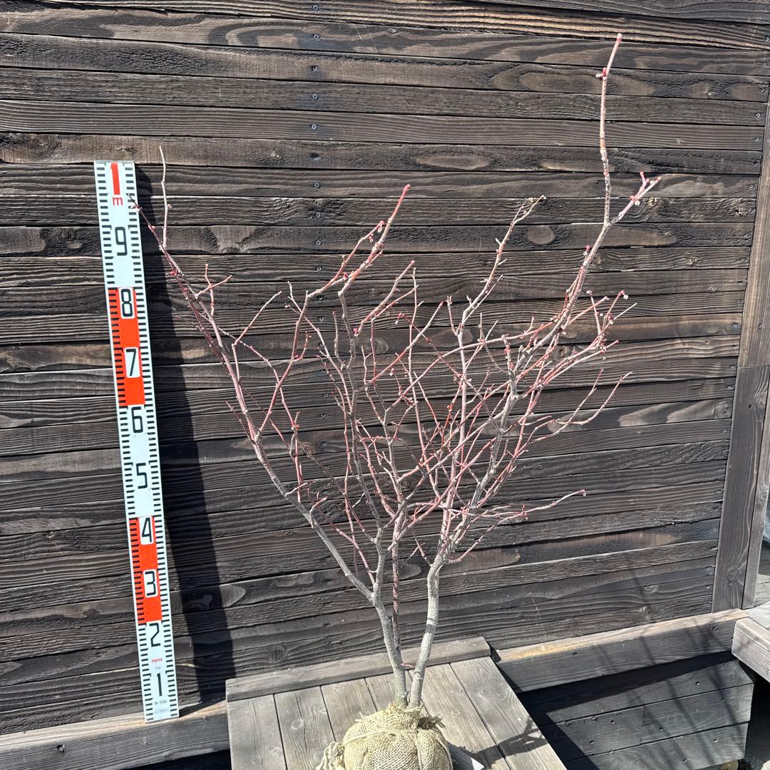 マルバノキ【現品発送】管理70074 マルバノキ【現品発送】管理70074