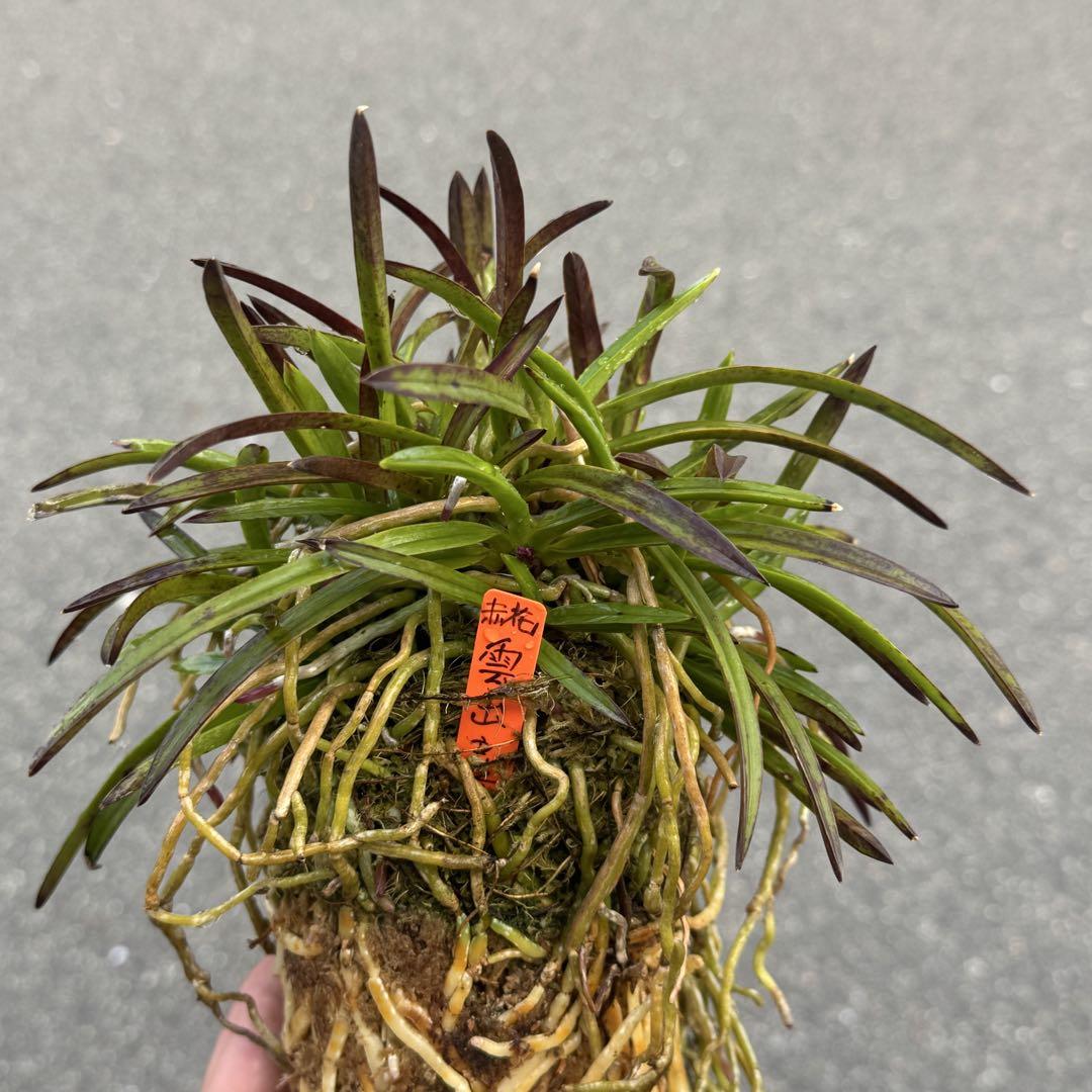 NO.835 【赤花】花芽あり　富貴蘭　雲出産　山採り　大株その他観葉植物