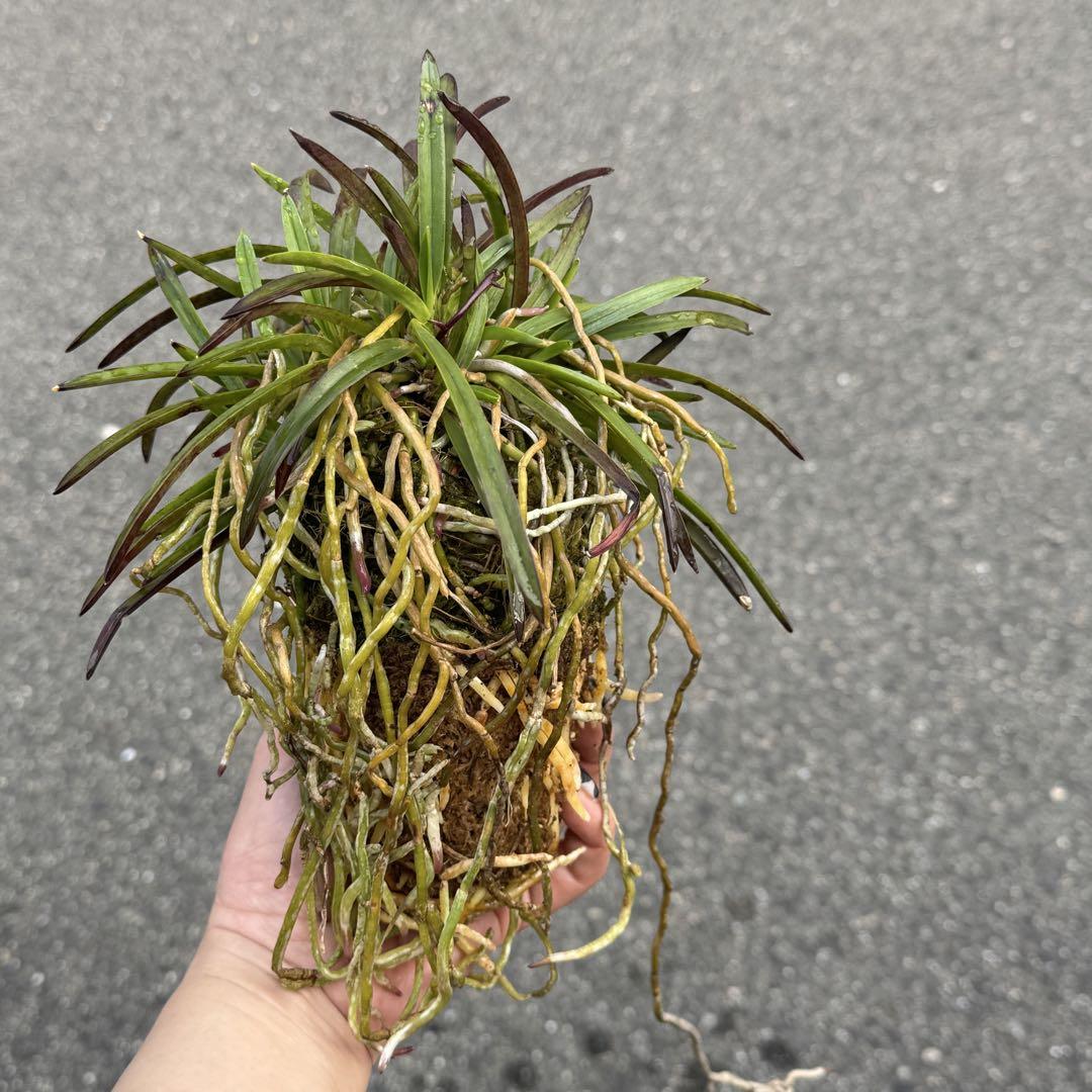 NO.835 【赤花】花芽あり　富貴蘭　雲出産　山採り　大株