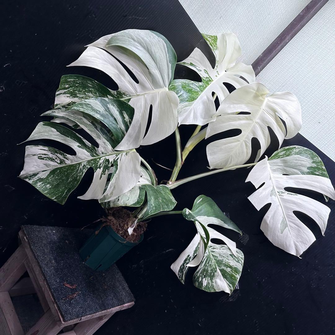 斑入りモンステラ ホワイトタイガー極美大株67cm白斑多 斑入りモンステラ ホワイトタイガー極美大株67cm白斑多