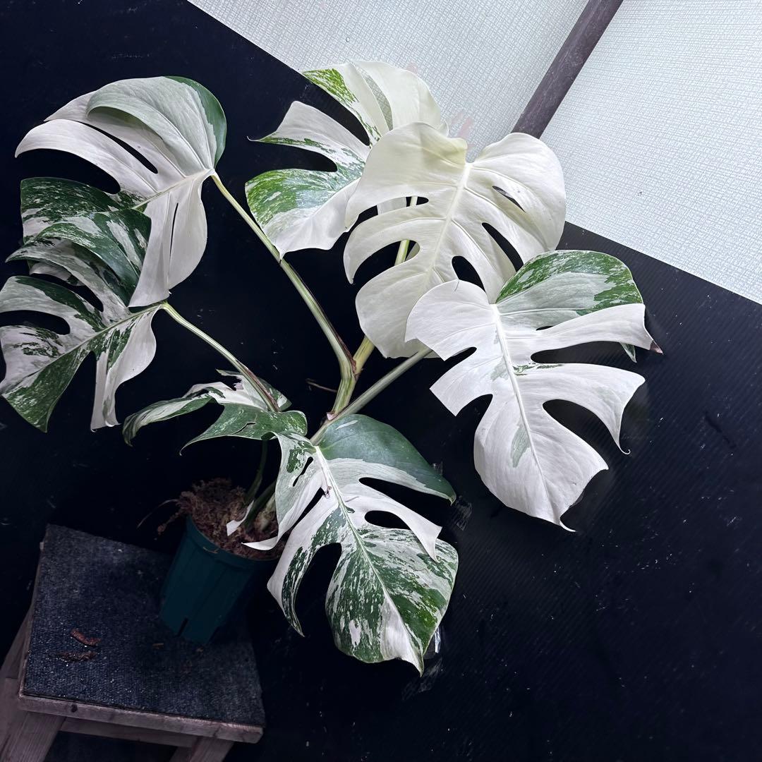 斑入りモンステラ ホワイトタイガー極美大株67cm白斑多 斑入りモンステラ ホワイトタイガー極美大株67cm白斑多