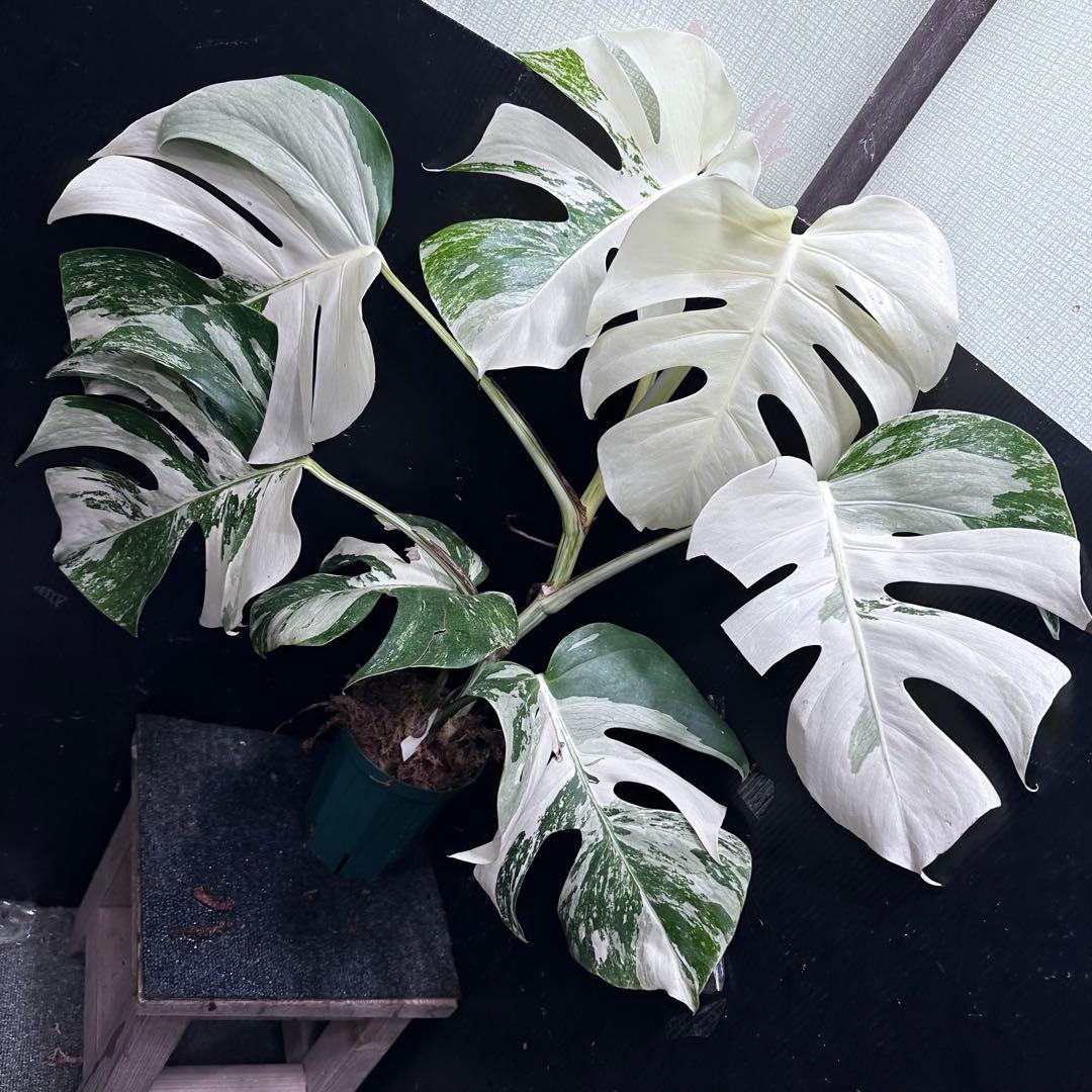 斑入りモンステラ ホワイトタイガー極美大株67cm白斑多 斑入りモンステラ ホワイトタイガー極美大株67cm白斑多