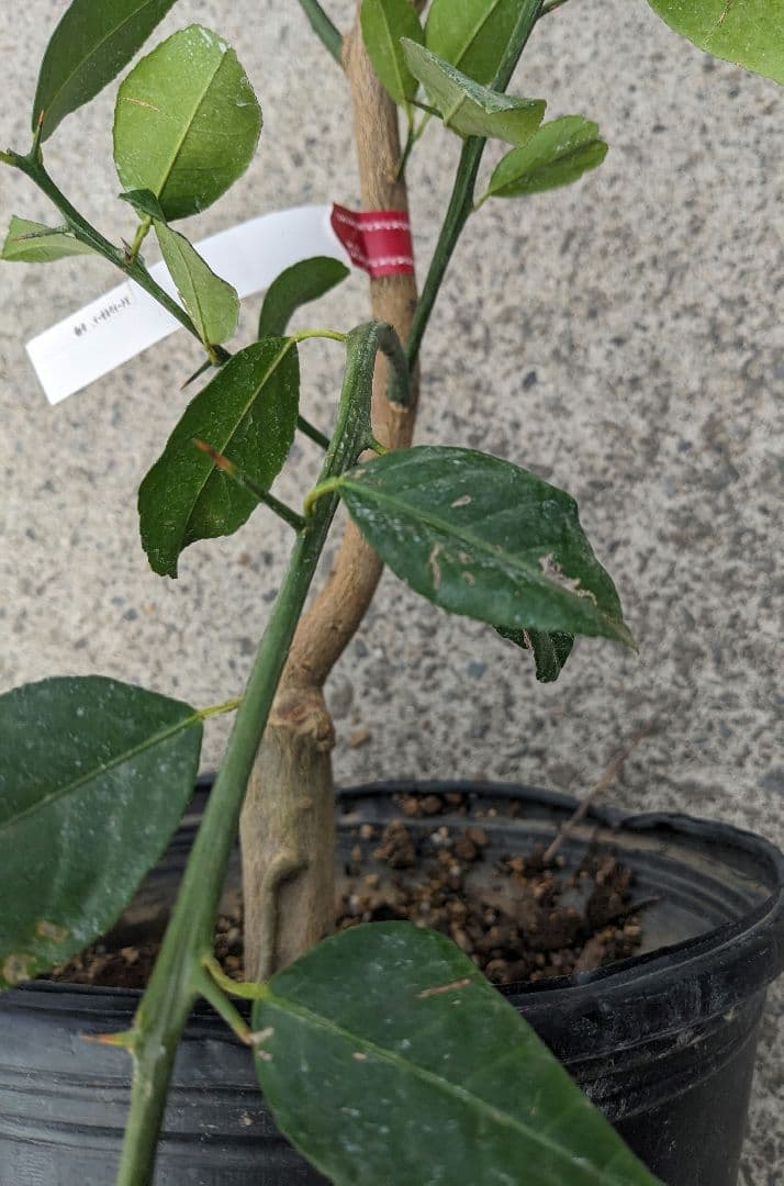 スィートレモン大苗木 所さんTV食べたら甘い