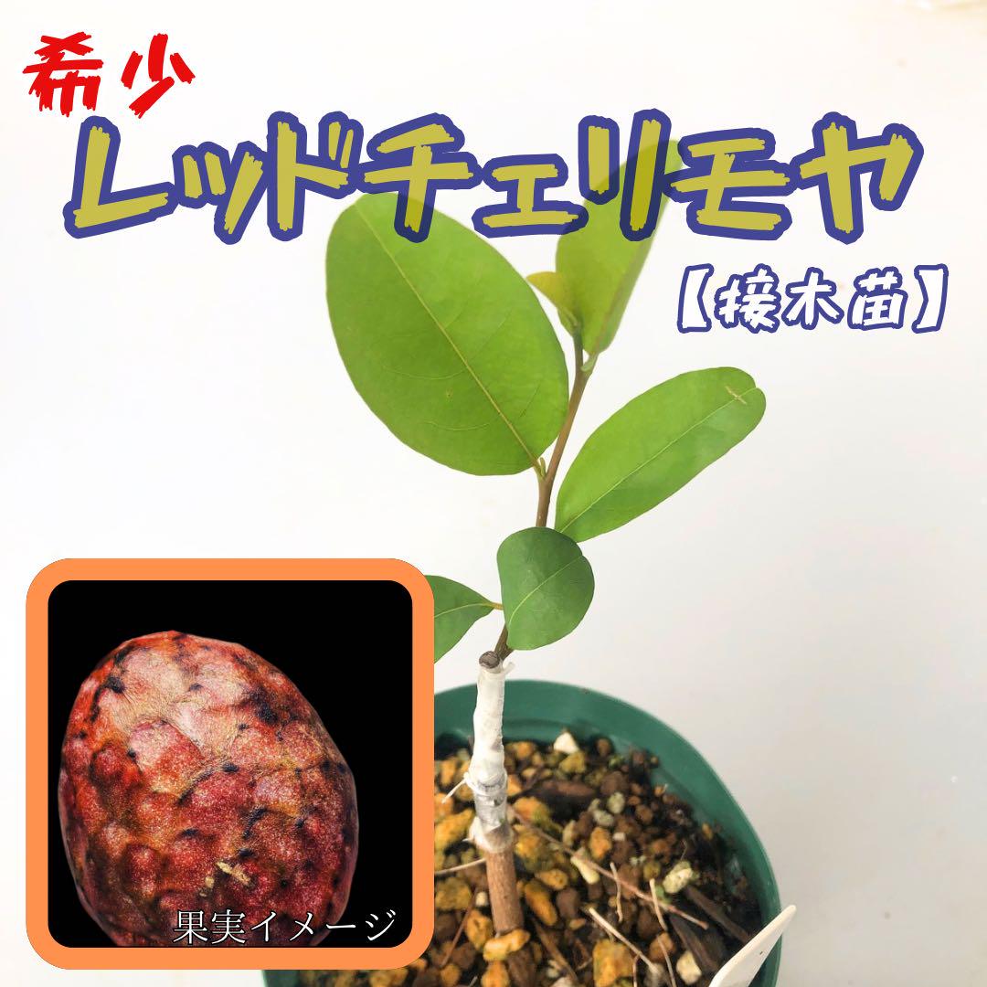 希少！【レッドチェリモヤ】接木苗 オレンジチェリモヤ