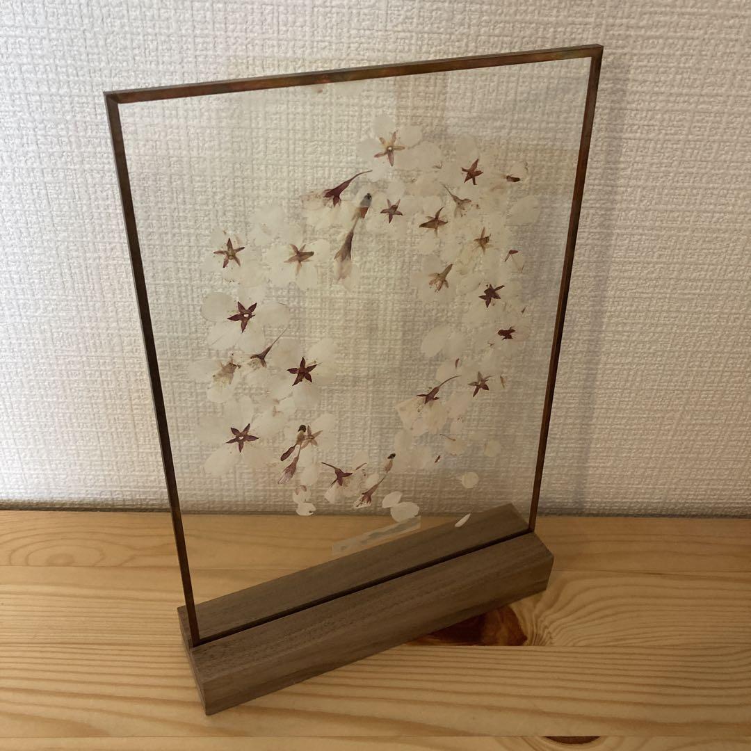 はいいろオオカミ　花屋　西別府商店　ガラス標本　桜
