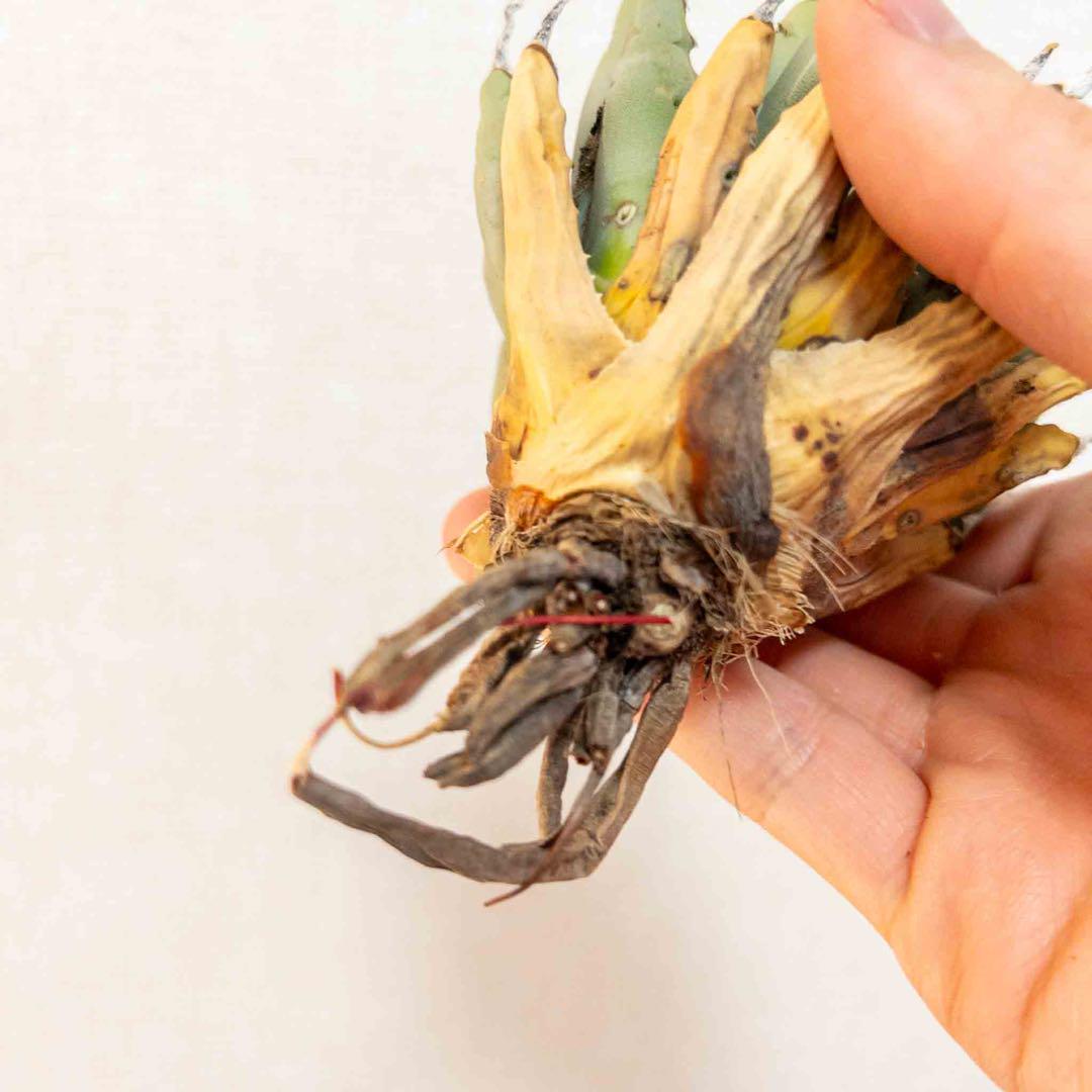 24 ユタエンシス エボリスピナ 現地株 ベアルート 陽炎 アガベ