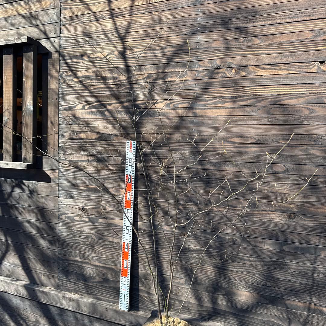 クロモジ/株立ち《山採り/天然株》【現品発送】管理70874 - メルカリ