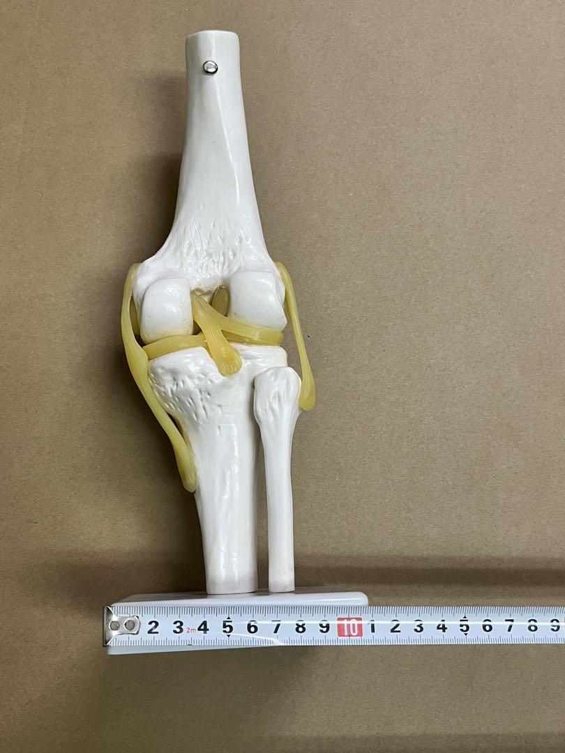 膝 模型 実物大 靭帯付き 関節模型 骨模型 人体模型