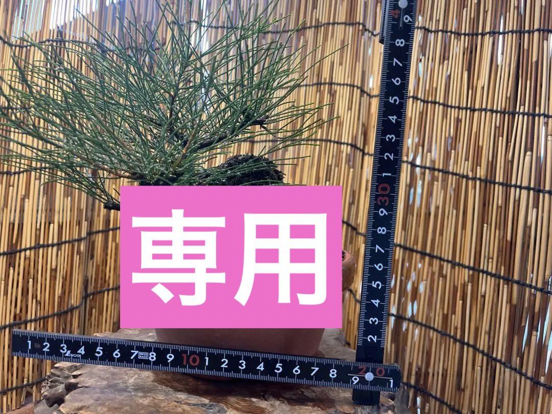 ✨✨✨モクマ帝【◎激古幹形】検/モクマオウ