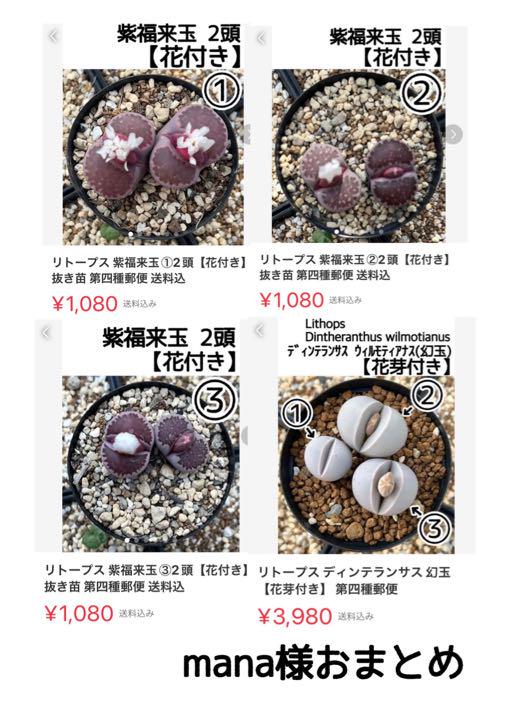 mana様 おまとめ抜き苗 第四種郵便 特定記録 送料込