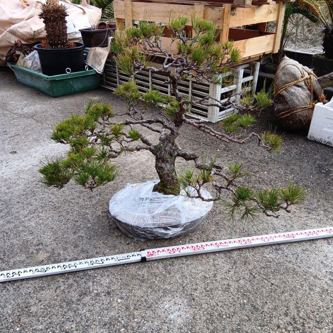 盆栽素材 かなり古い