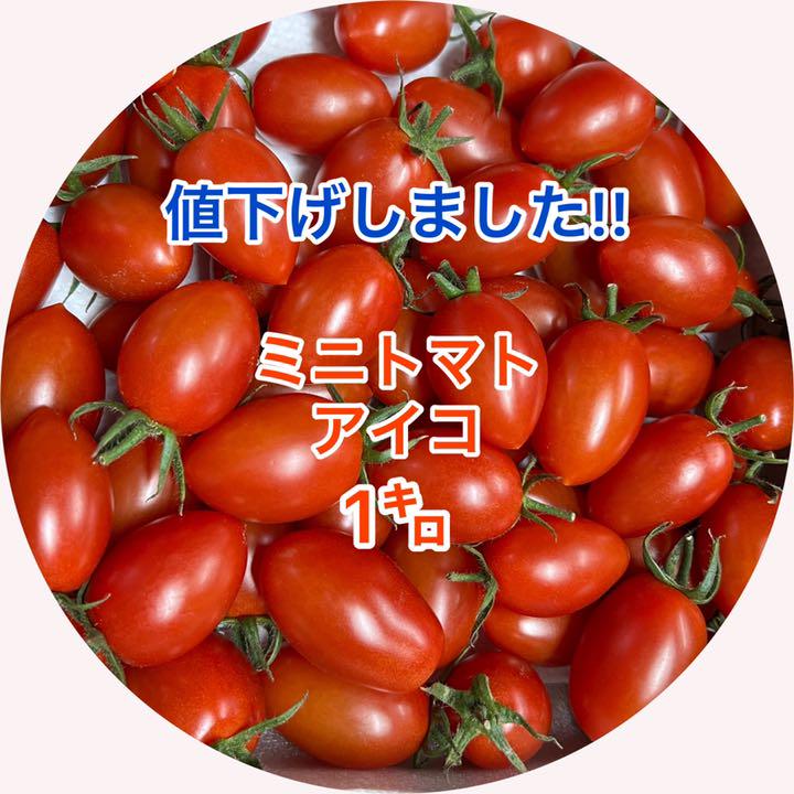 ma-351【発送までお時間を頂いております】新鮮ミニトマト アイコ 1 ma-351【発送までお時間を頂いております】新鮮ミニトマト アイコ 1