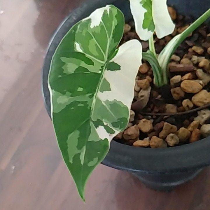 ブラック系国内初の直営店 クワズイモ 斑入り 鉢植え③ 植物/観葉植物 インテリア ・住まい・小物ブラック系33%割引-WWW.DENIZLERDEYIZ.ORG ブラック系国内初の直営店 クワズイモ 斑入り 鉢植え③ 植物/観葉植物 インテリア ・住まい・小物ブラック系33%割引-WWW.DENIZLERDEYIZ.ORG