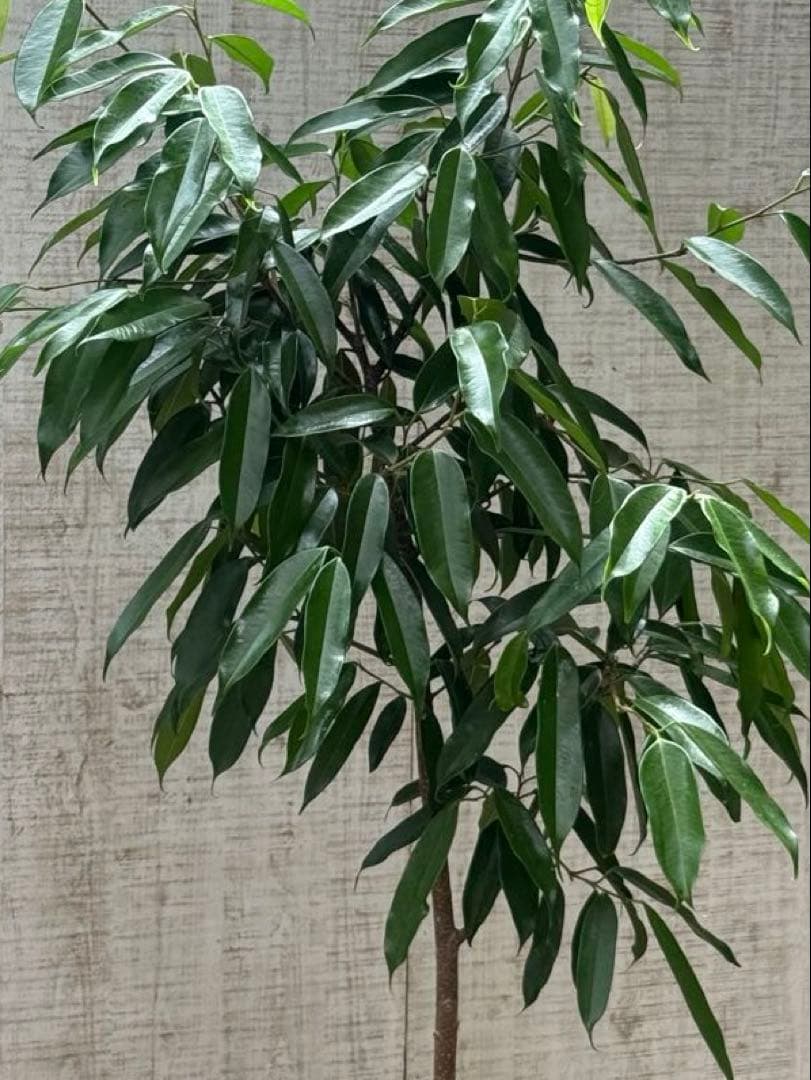 150cm ♪新品、♥