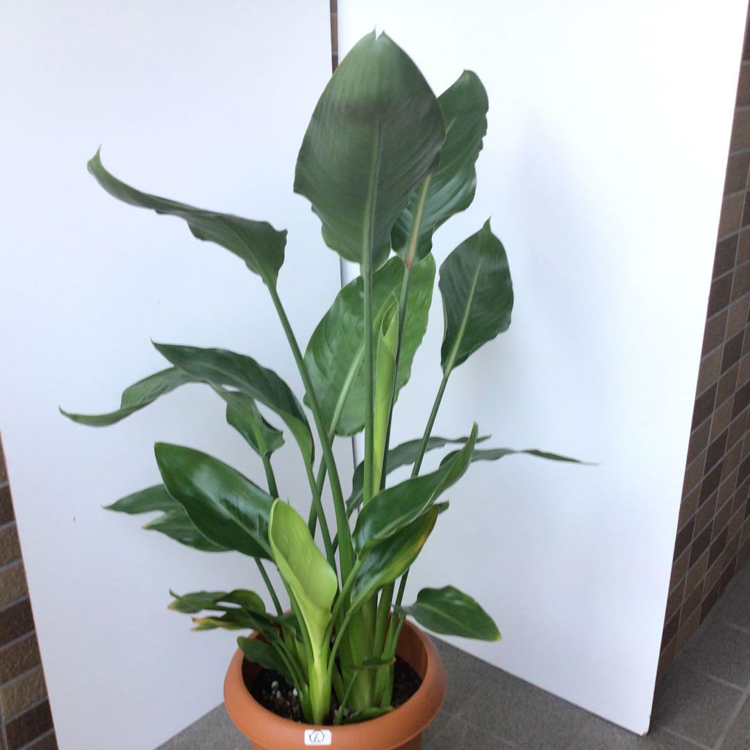 ストレリチア：レギネ（極楽鳥花） 8号鉢植え の通販 | 園芸ネット