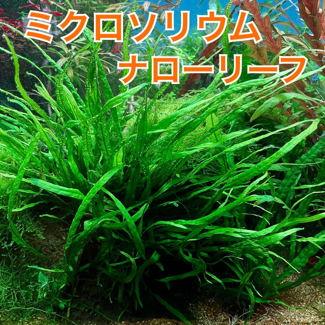 2025年最新】ミクロソリウム 活着の人気アイテム - メルカリ