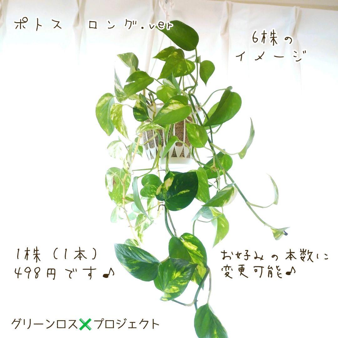 珍しい 育て方も簡単 空気をキレイにする観葉植物 エコプラント ポトス ロング版1本 植物 観葉植物