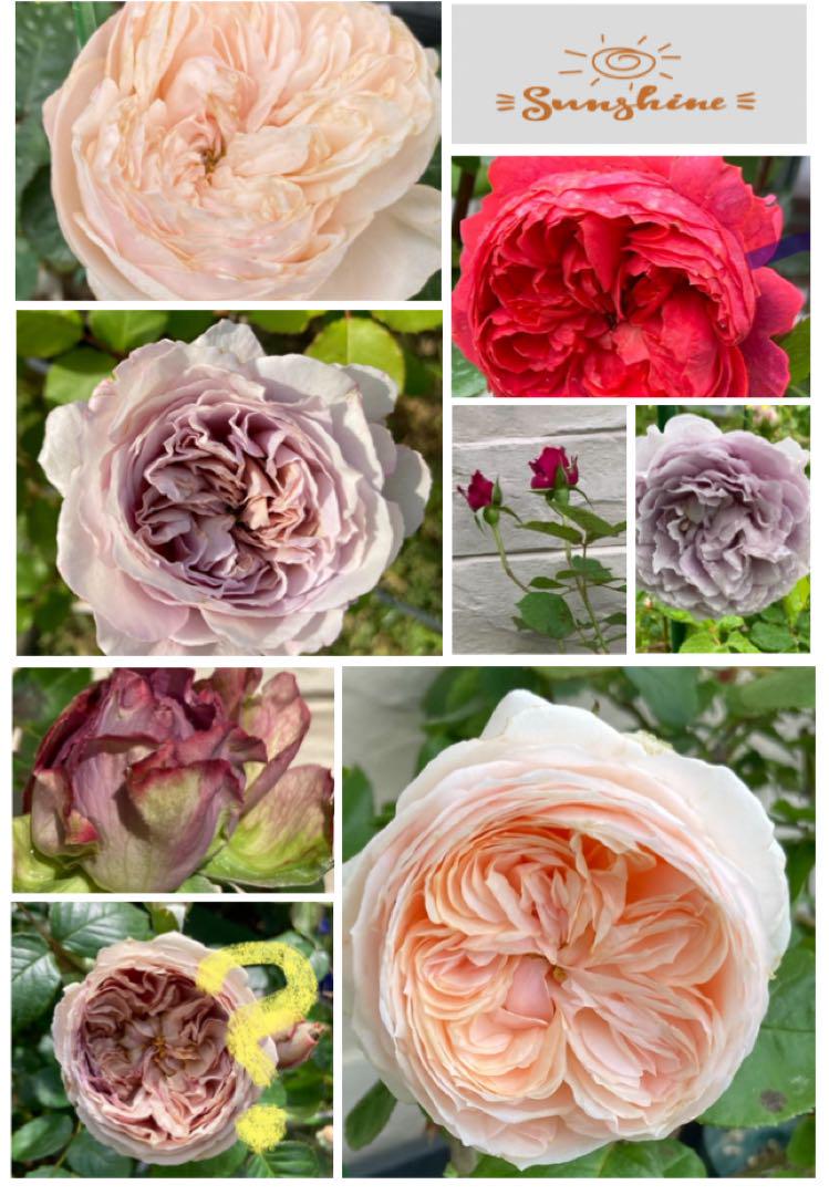バラ　苗　色々　訳あり　同梱でご購入お願い致します　希少　レア薔薇　挿し木